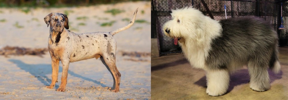 Old English Sheepdog vs Catahoula Cur - Breed Comparison