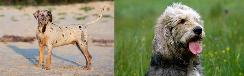 Otterhound vs Catahoula Cur - Breed Comparison