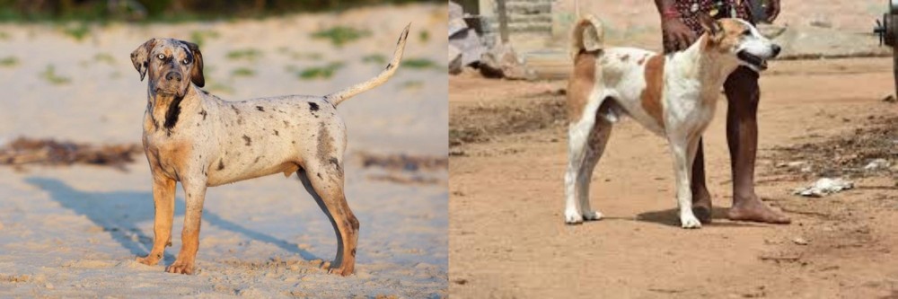 Pandikona vs Catahoula Cur - Breed Comparison