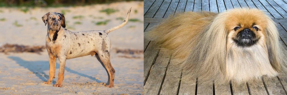 Pekingese vs Catahoula Cur - Breed Comparison