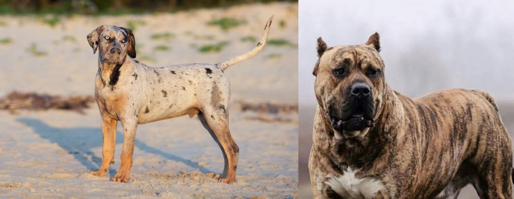Perro de Presa Canario vs Catahoula Cur - Breed Comparison