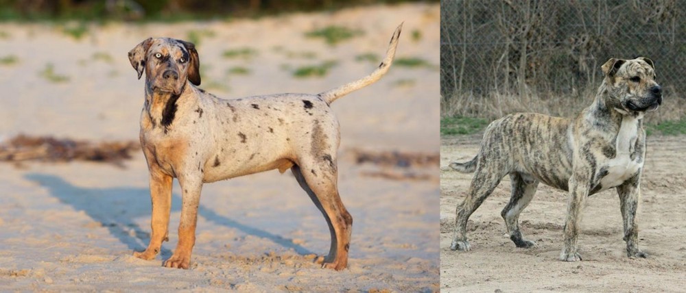Perro de Presa Mallorquin vs Catahoula Cur - Breed Comparison