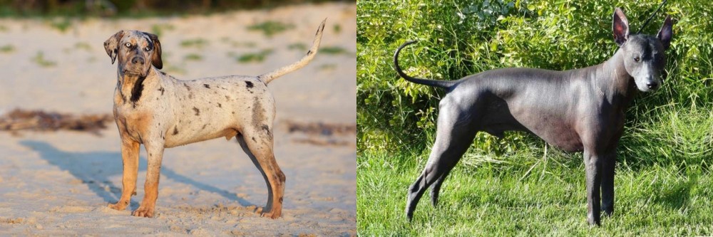 Peruvian Hairless vs Catahoula Cur - Breed Comparison