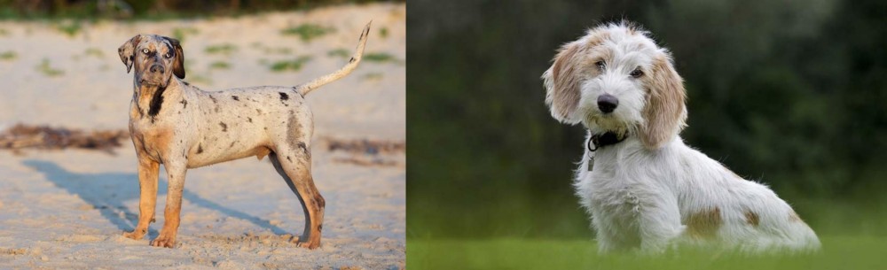 Petit Basset Griffon Vendeen vs Catahoula Cur - Breed Comparison
