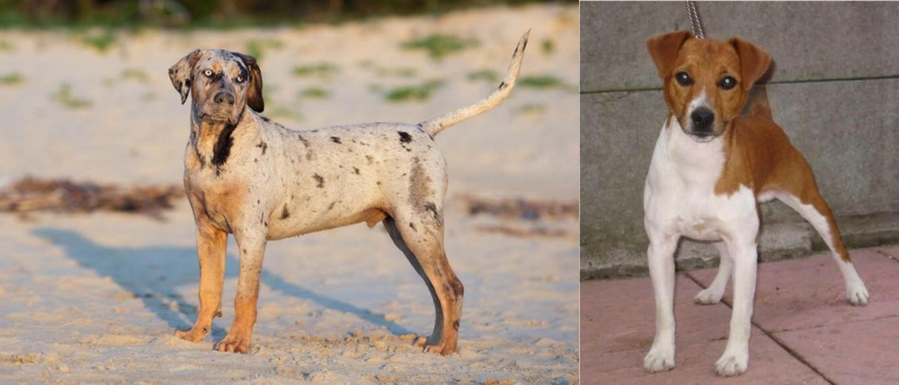 Plummer Terrier vs Catahoula Cur - Breed Comparison