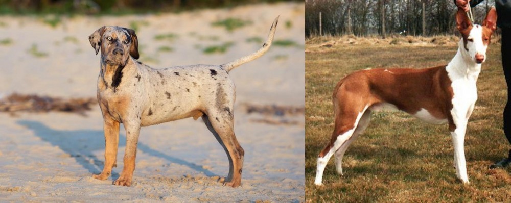 Podenco Canario vs Catahoula Cur - Breed Comparison