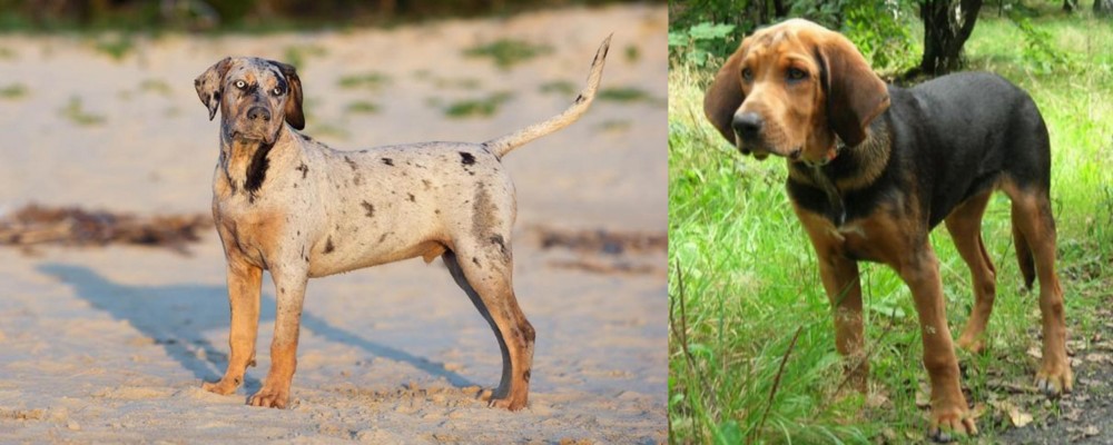 Polish Hound vs Catahoula Cur - Breed Comparison