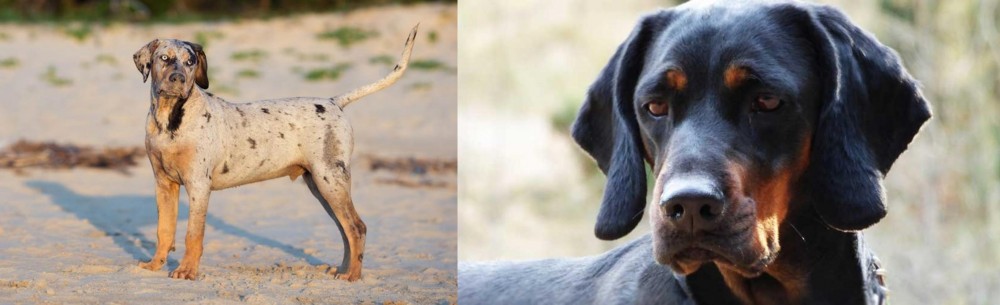 Polish Hunting Dog vs Catahoula Cur - Breed Comparison