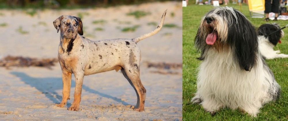 Polish Lowland Sheepdog vs Catahoula Cur - Breed Comparison