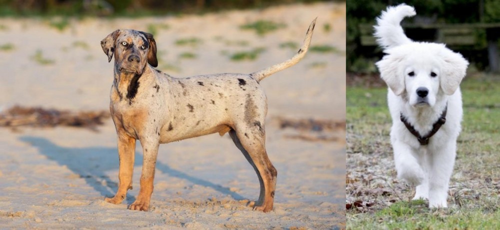 Polish Tatra Sheepdog vs Catahoula Cur - Breed Comparison