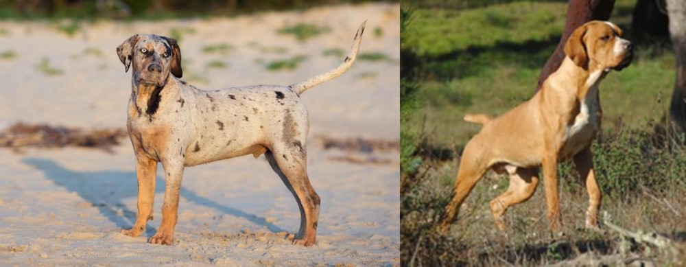 Portuguese Pointer vs Catahoula Cur - Breed Comparison