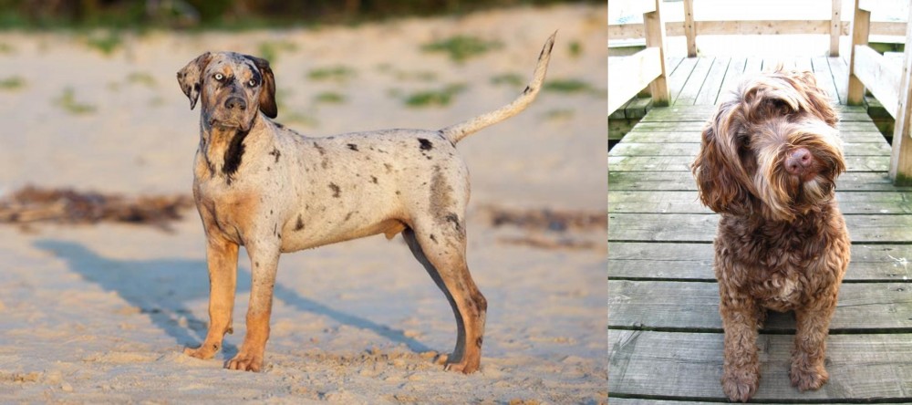 Portuguese Water Dog vs Catahoula Cur - Breed Comparison