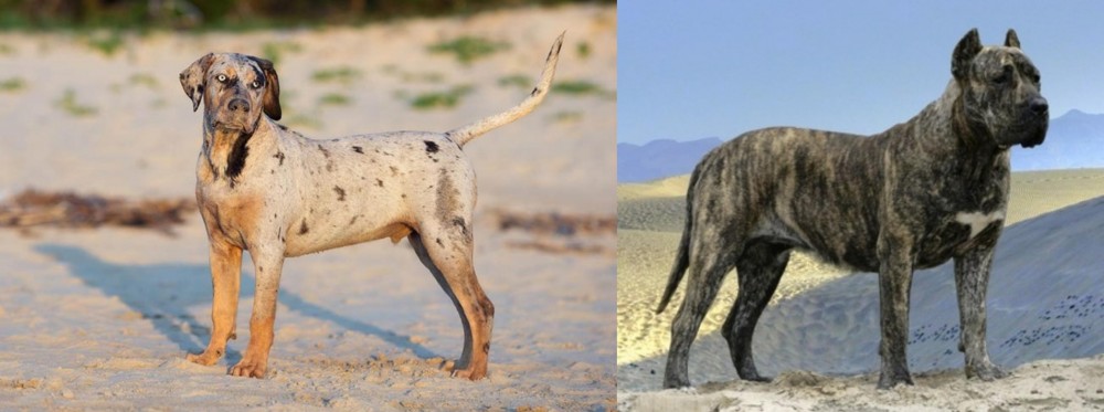Presa Canario vs Catahoula Cur - Breed Comparison