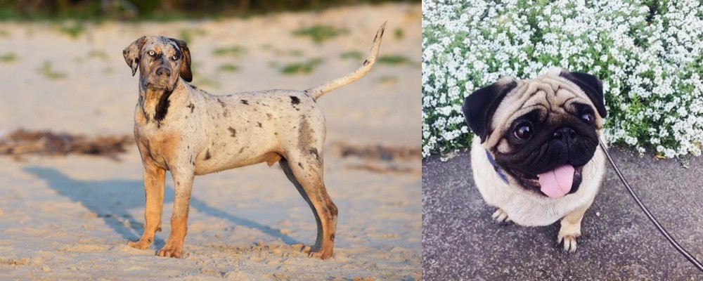 Pug vs Catahoula Cur - Breed Comparison