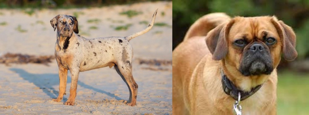 Pugalier vs Catahoula Cur - Breed Comparison