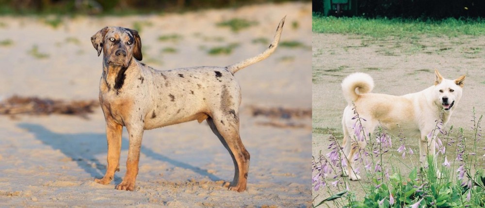 Pungsan Dog vs Catahoula Cur - Breed Comparison