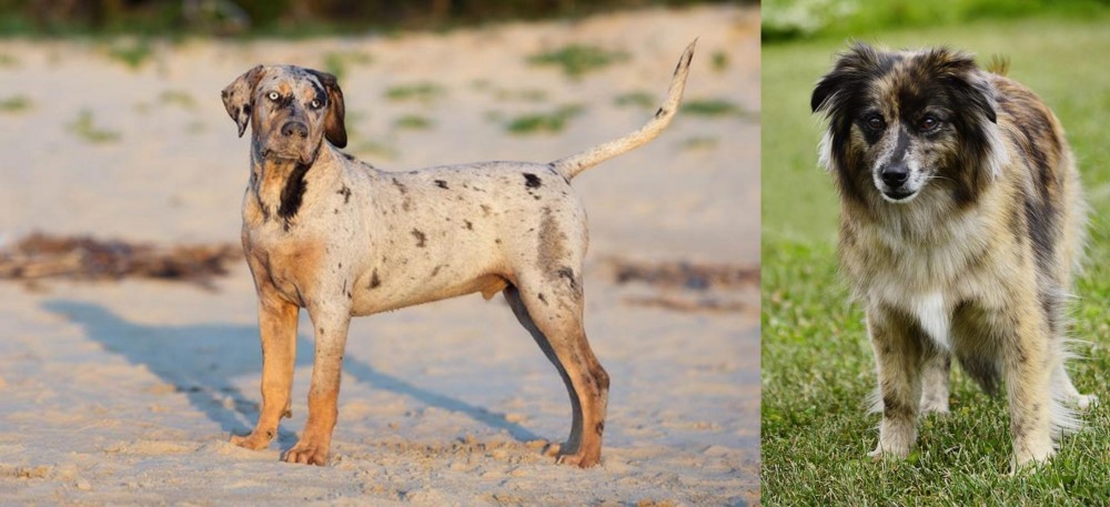 Pyrenean Shepherd vs Catahoula Cur - Breed Comparison