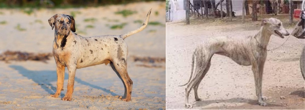 Rampur Greyhound vs Catahoula Cur - Breed Comparison