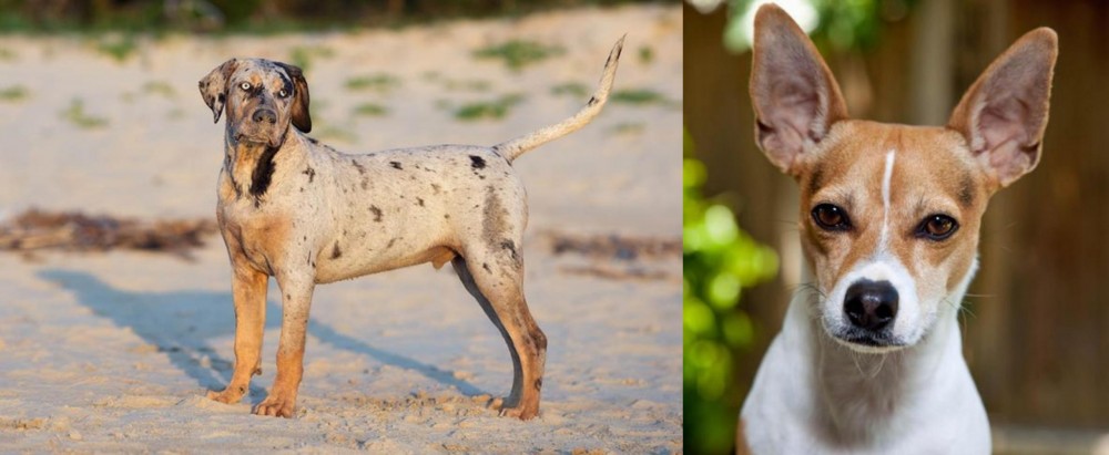 Rat Terrier vs Catahoula Cur - Breed Comparison