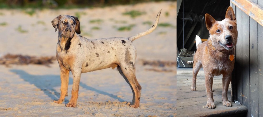Red Heeler vs Catahoula Cur - Breed Comparison