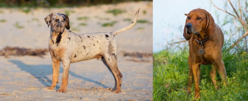 Redbone Coonhound vs Catahoula Cur - Breed Comparison