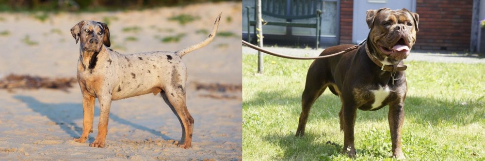 Renascence Bulldogge vs Catahoula Cur - Breed Comparison