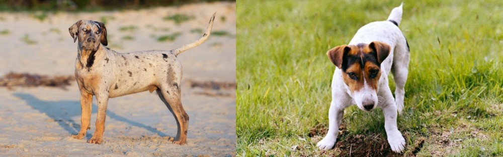 Russell Terrier vs Catahoula Cur - Breed Comparison