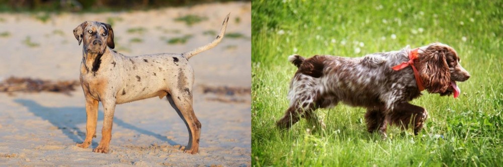 Russian Spaniel vs Catahoula Cur - Breed Comparison