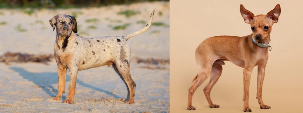 Russian Toy Terrier vs Catahoula Cur - Breed Comparison
