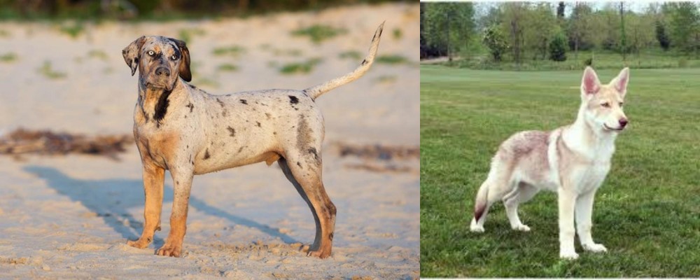 Saarlooswolfhond vs Catahoula Cur - Breed Comparison