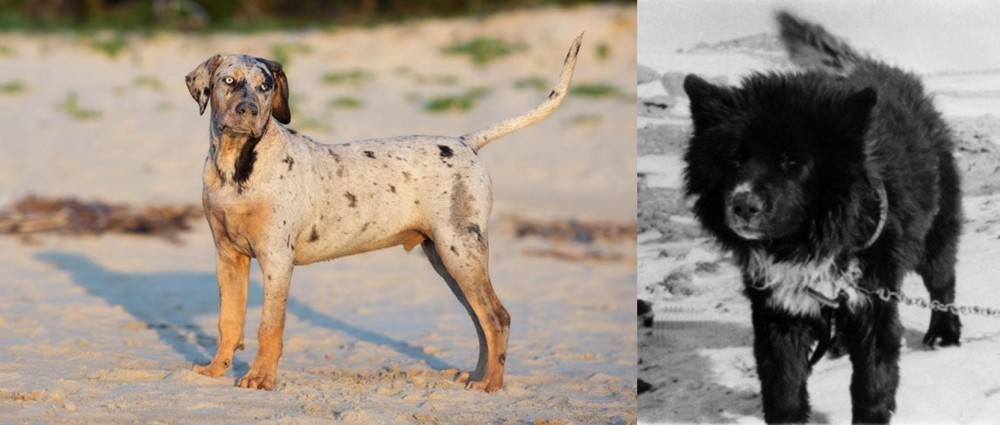 Sakhalin Husky vs Catahoula Cur - Breed Comparison