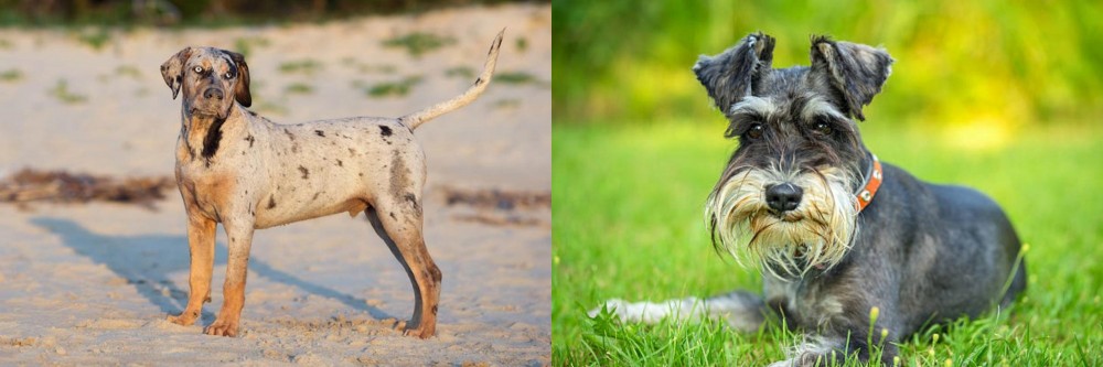 Schnauzer vs Catahoula Cur - Breed Comparison