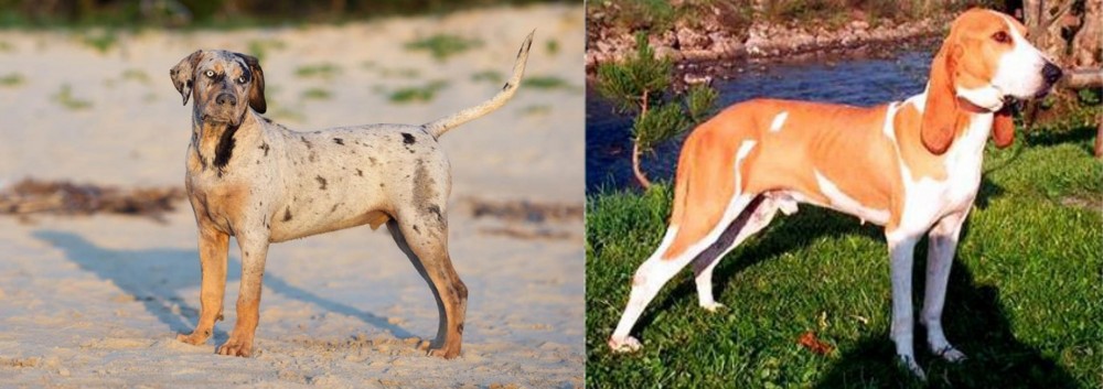 Schweizer Laufhund vs Catahoula Cur - Breed Comparison