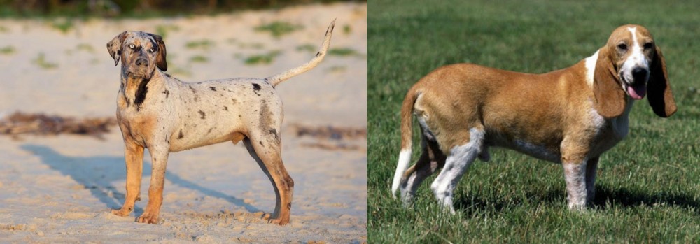 Schweizer Niederlaufhund vs Catahoula Cur - Breed Comparison