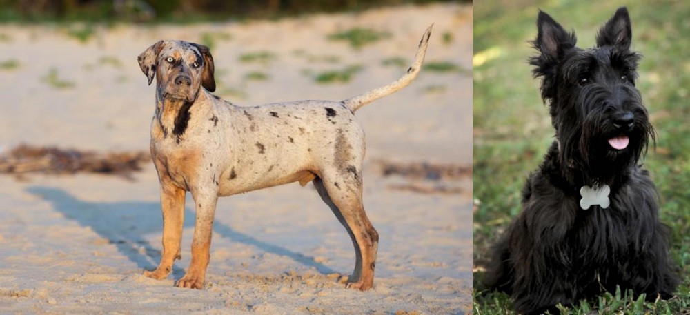 Scoland Terrier vs Catahoula Cur - Breed Comparison