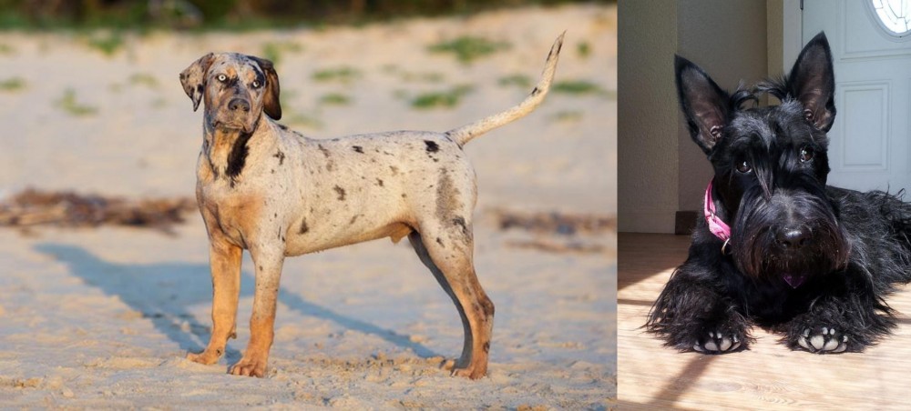 Scottish Terrier vs Catahoula Cur - Breed Comparison