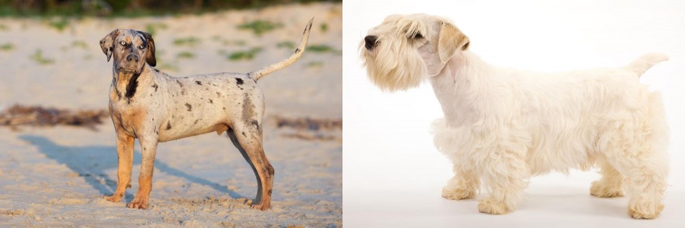 Sealyham Terrier vs Catahoula Cur - Breed Comparison
