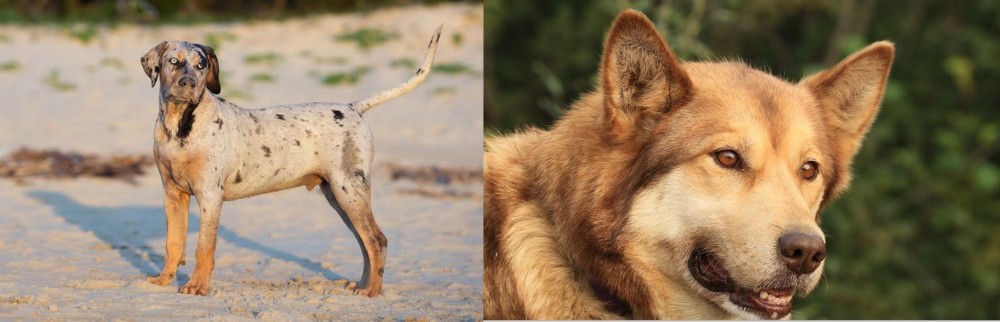 Seppala Siberian Sleddog vs Catahoula Cur - Breed Comparison