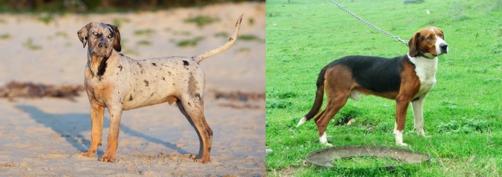 Serbian Tricolour Hound vs Catahoula Cur - Breed Comparison