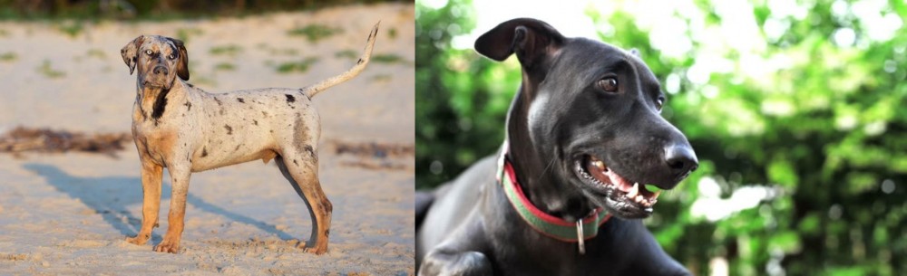 Shepard Labrador vs Catahoula Cur - Breed Comparison