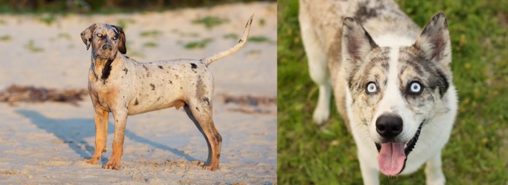 Shepherd Husky vs Catahoula Cur - Breed Comparison