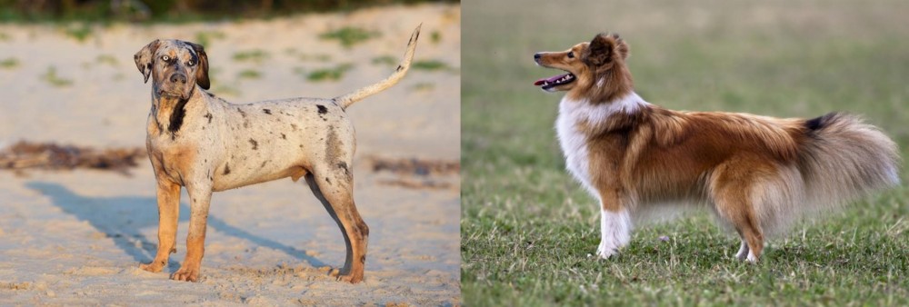 Shetland Sheepdog vs Catahoula Cur - Breed Comparison