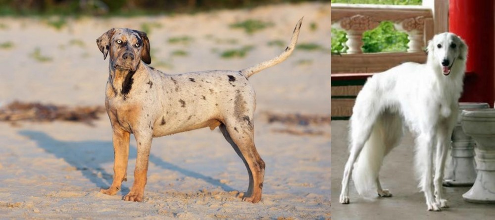 Silken Windhound vs Catahoula Cur - Breed Comparison