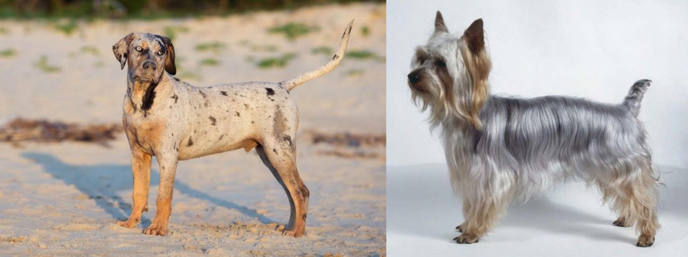 Silky Terrier vs Catahoula Cur - Breed Comparison