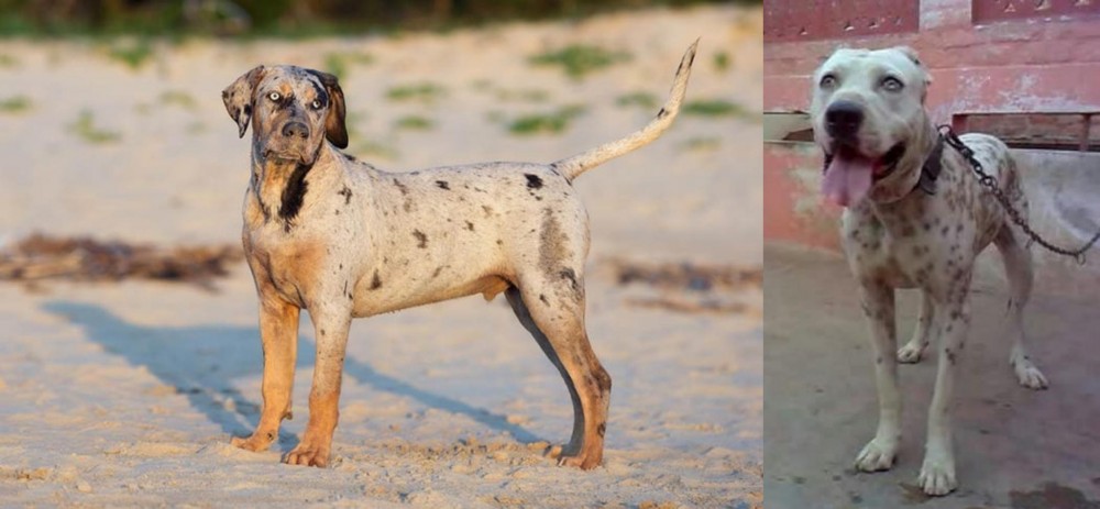 Sindh Mastiff vs Catahoula Cur - Breed Comparison