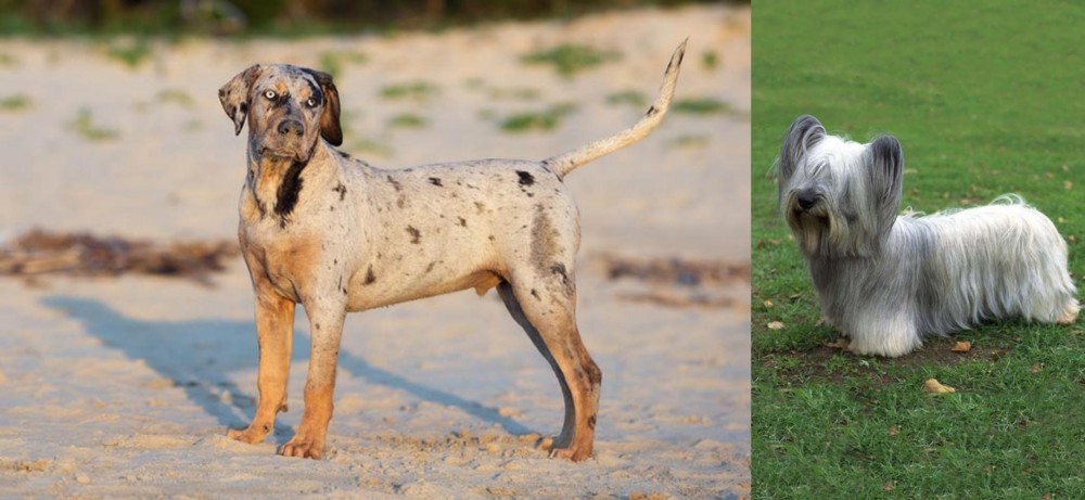 Skye Terrier vs Catahoula Cur - Breed Comparison