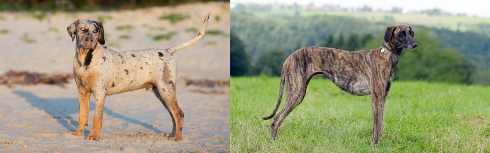 Sloughi vs Catahoula Cur - Breed Comparison