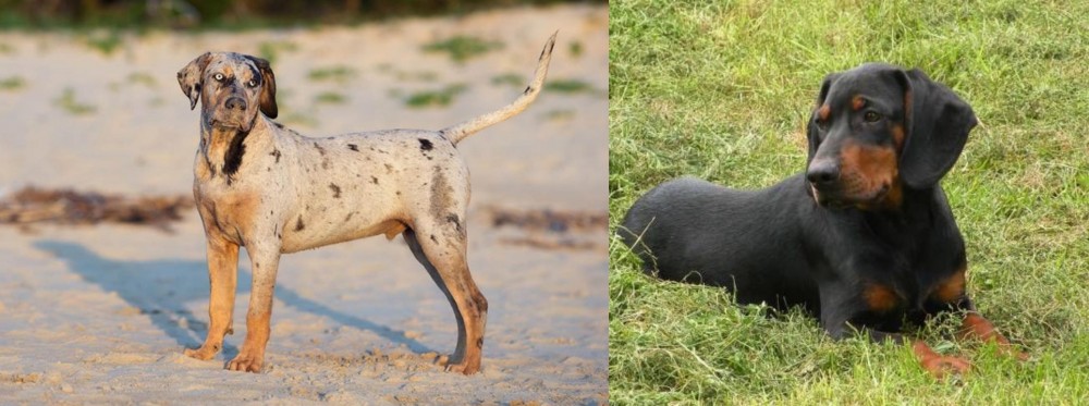 Slovakian Hound vs Catahoula Cur - Breed Comparison