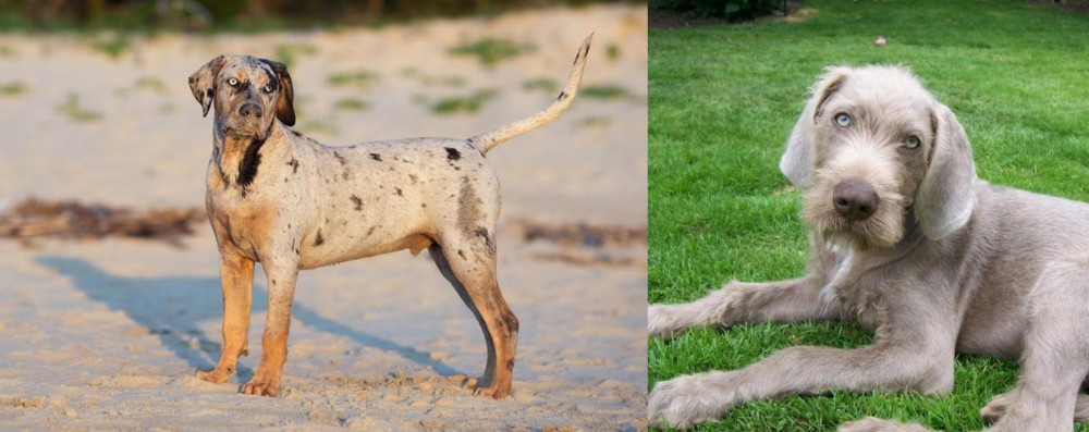 Slovakian Rough Haired Pointer vs Catahoula Cur - Breed Comparison