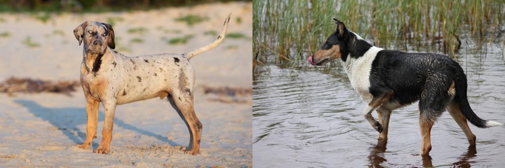 Smooth Collie vs Catahoula Cur - Breed Comparison